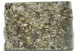 Polished Fossil Teredo (Shipworm Bored) Wood - England #314521