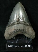 Very Heavy Megalodon Tooth - Beautiful Specimen #17108
