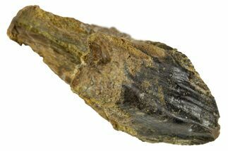 Unworn Rooted Triceratops Tooth - Wyoming #314560
