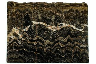 Polished Stromatolite (Greysonia) Slab - Bolivia #314663