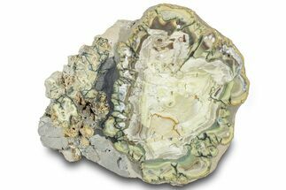 Polished Section of Clay Canyon Variscite - Old Collection Stock #314776