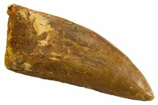 Serrated Carcharodontosaurus Tooth - Huge Dinosaur Tooth #314873