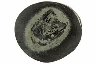 Polished Fish Coprolite (Fossil Poo) Nodule Half - Scotland #314930