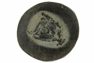 Polished Fish Coprolite (Fossil Poo) Nodule Half - Scotland #314931