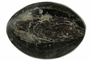 Polished Fish Coprolite (Fossil Poo) Nodule Half - Scotland #314933