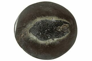 Polished Fish Coprolite (Fossil Poo) Nodule Half - Scotland #314881