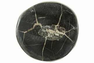 Polished Fish Coprolite (Fossil Poo) Nodule Half - Scotland #314905