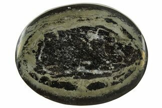 Polished Fish Coprolite (Fossil Poo) Nodule Half - Scotland #314907