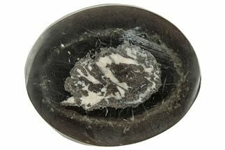 Polished Fish Coprolite (Fossil Poo) Nodule Half - Scotland #314908