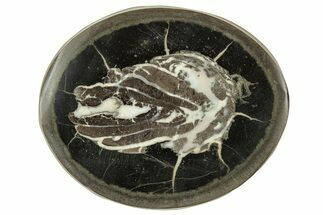 Polished Fish Coprolite (Fossil Poo) Nodule Half - Scotland #314913