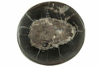 Polished Fish Coprolite (Fossil Poo) Nodule Half - Scotland #314917