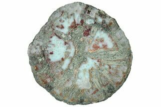 Slice of Larimar Replaced Wood Limb Cast #314995