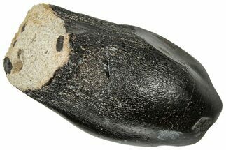 Robust, Fossil Camarasaurus Tooth - Wyoming #315057