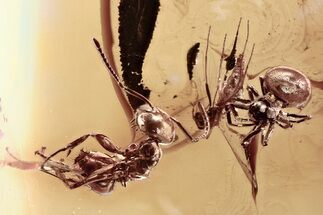 Detailed Fossil True Midge with Ant and Spider In Baltic Amber #315335