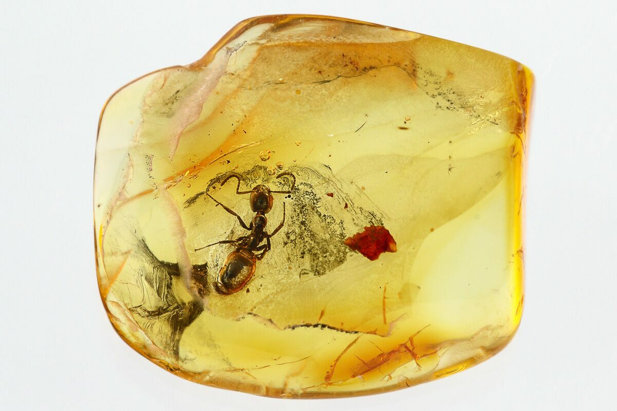 Detailed Fossil Ant (Dolichoderinae) In Baltic Amber (#315354) For Sale ...