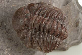 Red Austerops Trilobite - Hmar Laghdad, Morocco #315740