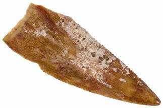 Triassic Theropod Dinosaur (Coelophysis) Tooth - Texas #315712