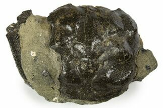Cretaceous Crab (Dakoticaucer) Fossil - Mississippi #315759