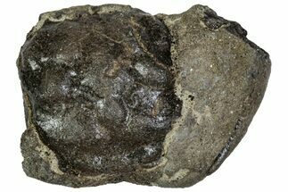 Cretaceous Crab (Dakoticaucer) Fossil - Mississippi #315743