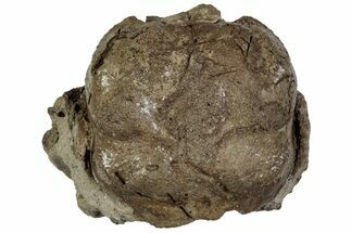 Cretaceous Crab (Dakoticaucer) Fossil - Mississippi #315744