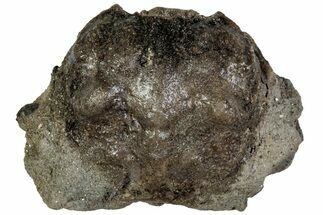 Cretaceous Crab (Dakoticaucer) Fossil - Mississippi #315746