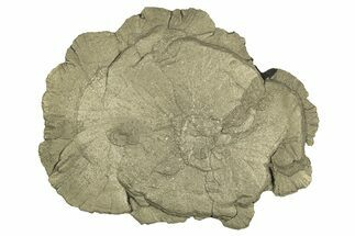 Pyrite Sun - Sparta, Illinois #315953