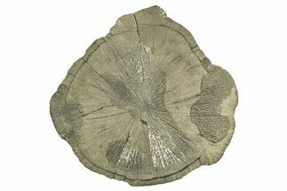 Large, Pyrite Sun - Sparta, Illinois #315835