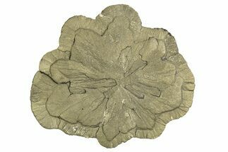 Pyrite Sun - Sparta, Illinois #315889