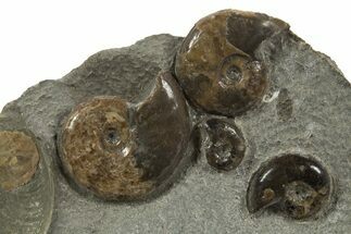 Concretion with Ammonite (Eleganticeras) Fossils - England #316394
