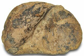 Hadrosaur (Edmontosaurus) Calcaneus (Heel Bone) - South Dakota #316451