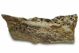 Fossil Ornithischian Dinosaur Jaw Section - Montana #316458