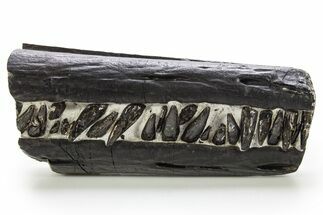 Spectacular Fossil Ichthyosaur Jaw Section - England #316527