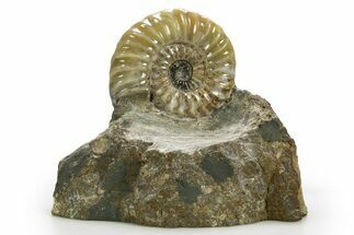 Calcite-Replaced Ammonite (Aegasteroceras) Fossil - England #316528
