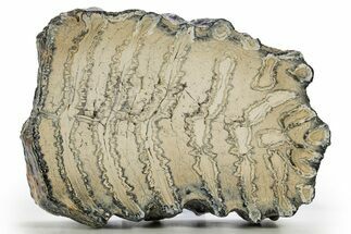 Polished Mammoth Molar Slice - South Carolina #316540
