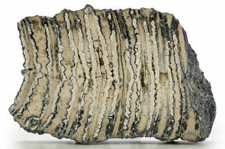 Polished Mammoth Molar Slice - South Carolina #316541