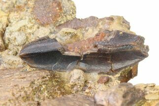 Sandstone with Hadrosaur Tooth and Bone Fragment - Wyoming #316485