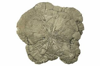 Large, Pyrite Sun - Sparta, Illinois #315842