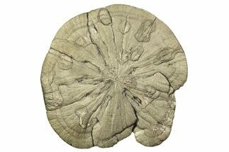 Large, Pyrite Sun - Sparta, Illinois #315847