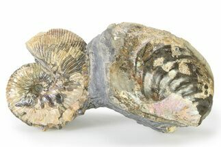 Iridescent Ammonite (Hoploscaphites) Fossil - Montana #316590