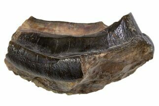 Fossil Eocene Coryphodon Mammal Tooth - Wyoming #316506