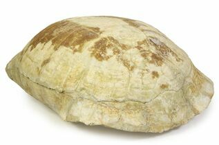 Turtles For Sale