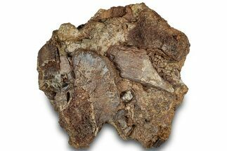 Triceratops Tooth with Hadrosaur Teeth and Bones - Wyoming #316625