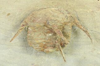 Spiny, Lower Cambrian Trilobite (Kingaspidoides) - Morocco #316662