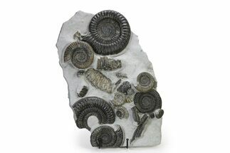 Jurassic Ammonite (Metophioceras) Graveyard - Famous Location! #316841