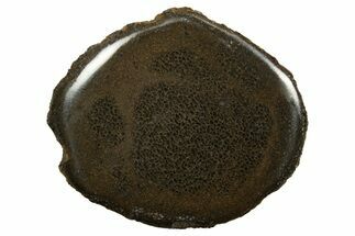 Polished Pliosaur (Stretosaurus) Bone Slab - England #316860