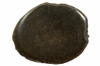 Polished Pliosaur (Stretosaurus) Bone Slab - England #316863