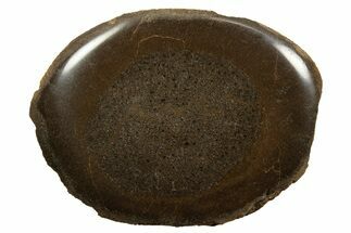 Polished Pliosaur (Stretosaurus) Bone Slab - England #316864