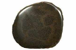Polished Pliosaur (Stretosaurus) Bone Slab - England #316869