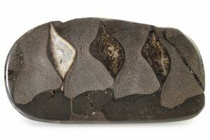 ★☆中古美品！ FOSSIL Natural 154cm 2017年モデル 赤 Spectacular Ammonite Fossil - Costatum Double sided 43.1 cm