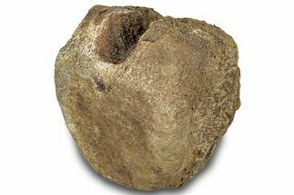 Hadrosaur (Edmontosaurus) Vertebra Centrum - Montana #316918